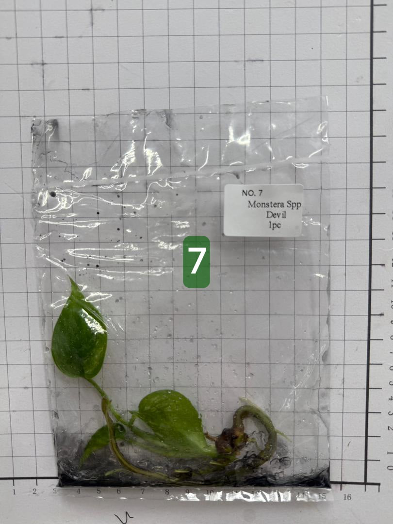 Choose your own Monstera Devil Tissue Culture Plantlet Pre-Order - see description