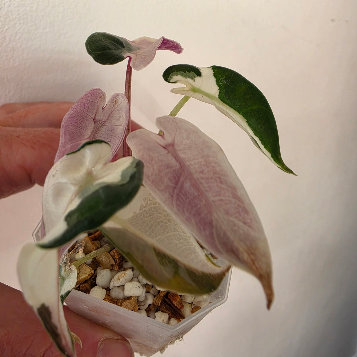 Alocasia bundle - see description