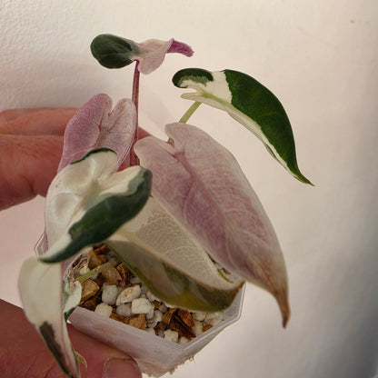 Alocasia bundle - see description