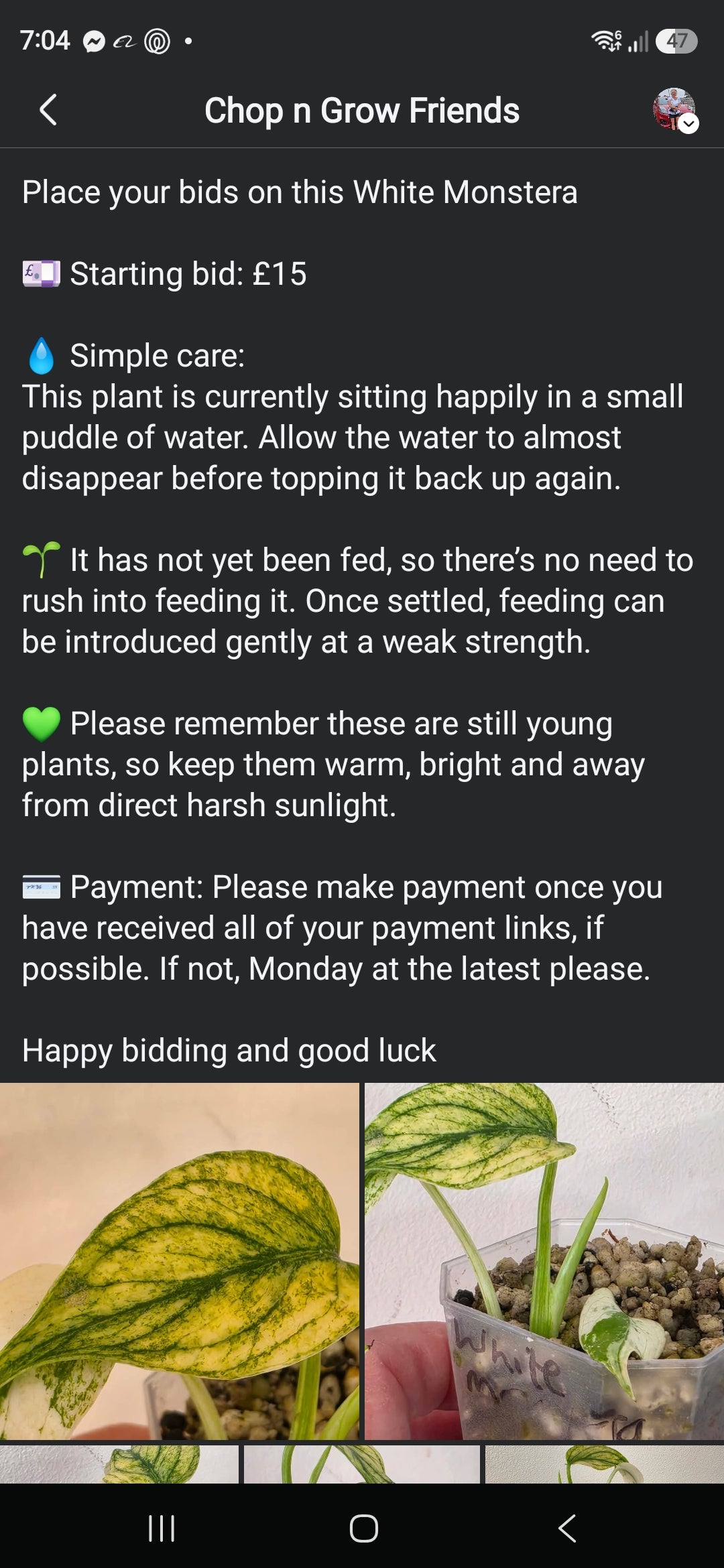 Sunday CnG Sale - Simon White Monstera