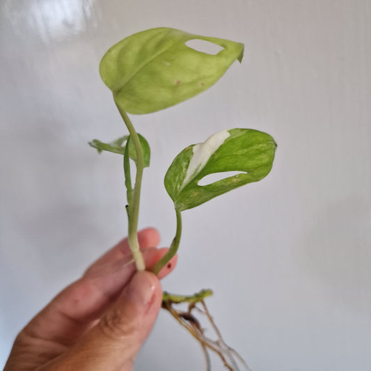 Monstera Adansonii Light Variegation rooted in Water