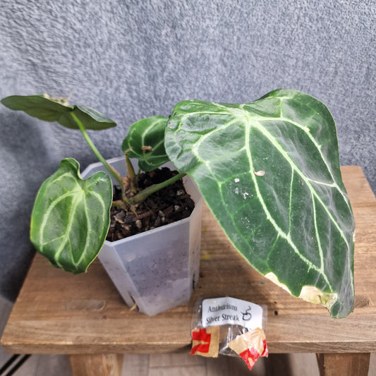 Anthurium Silver Streak Ecuagenera Import (c) worth £30 – Rehab Plant