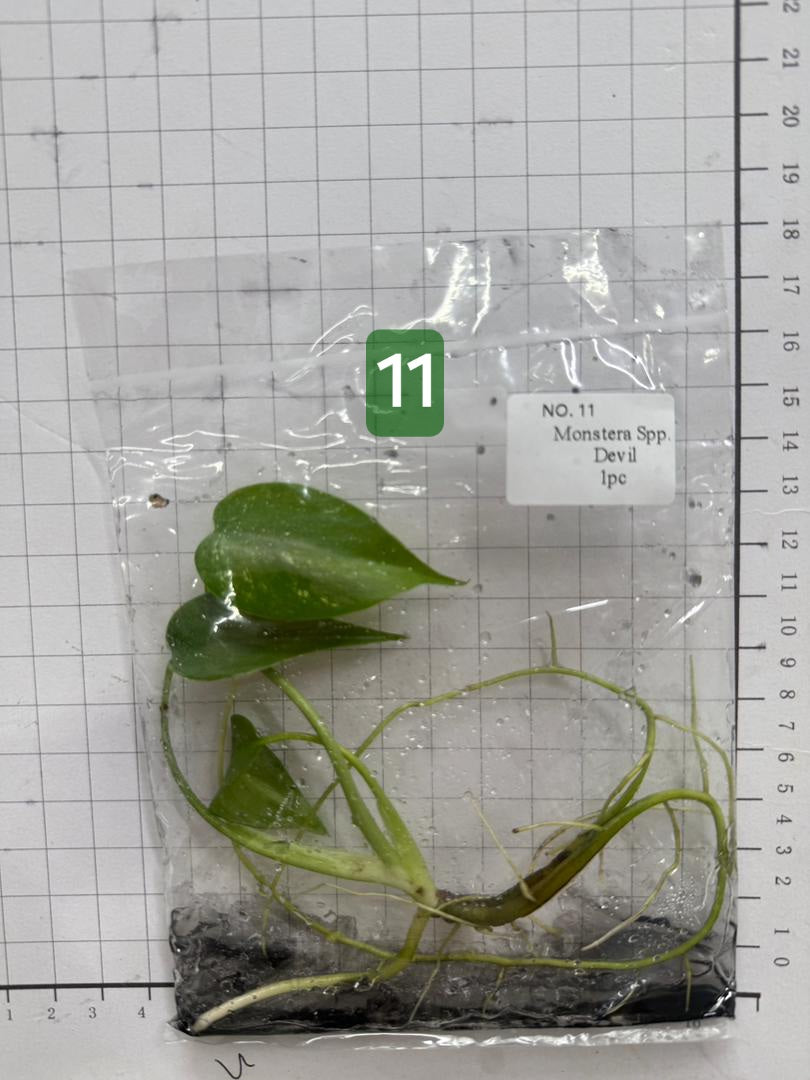 Choose your own Monstera Devil Tissue Culture Plantlet Pre-Order - see description