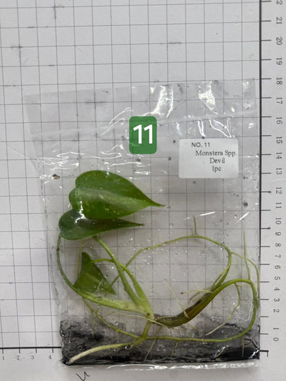 Choose your own Monstera Devil Tissue Culture Plantlet Pre-Order - see description