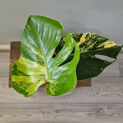 Monstera Deliciosa Aurea – 12cm Pot (#13)