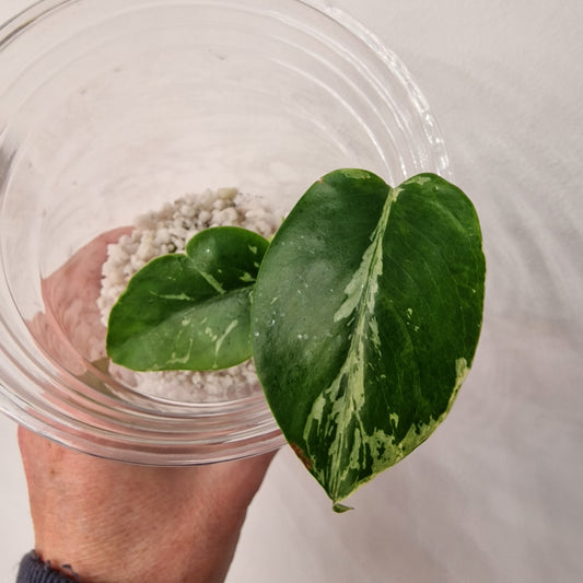 Monstera Bulbasaur – Young TC Plant (Exact Plant #1-9)