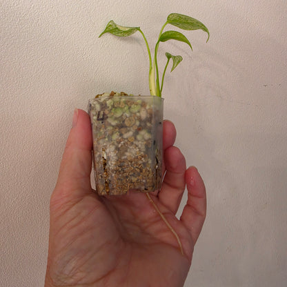 Monstera Deliciosa Thai Mint – Exact Plant #4