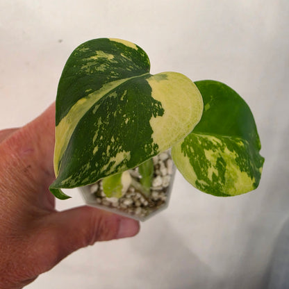 Monstera Lemon Pom Pom – Exact Plant No. 7 - See Description