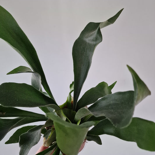 Staghorn Fern Platycerium Bifurcatum Rare Houseplant 12cm pot