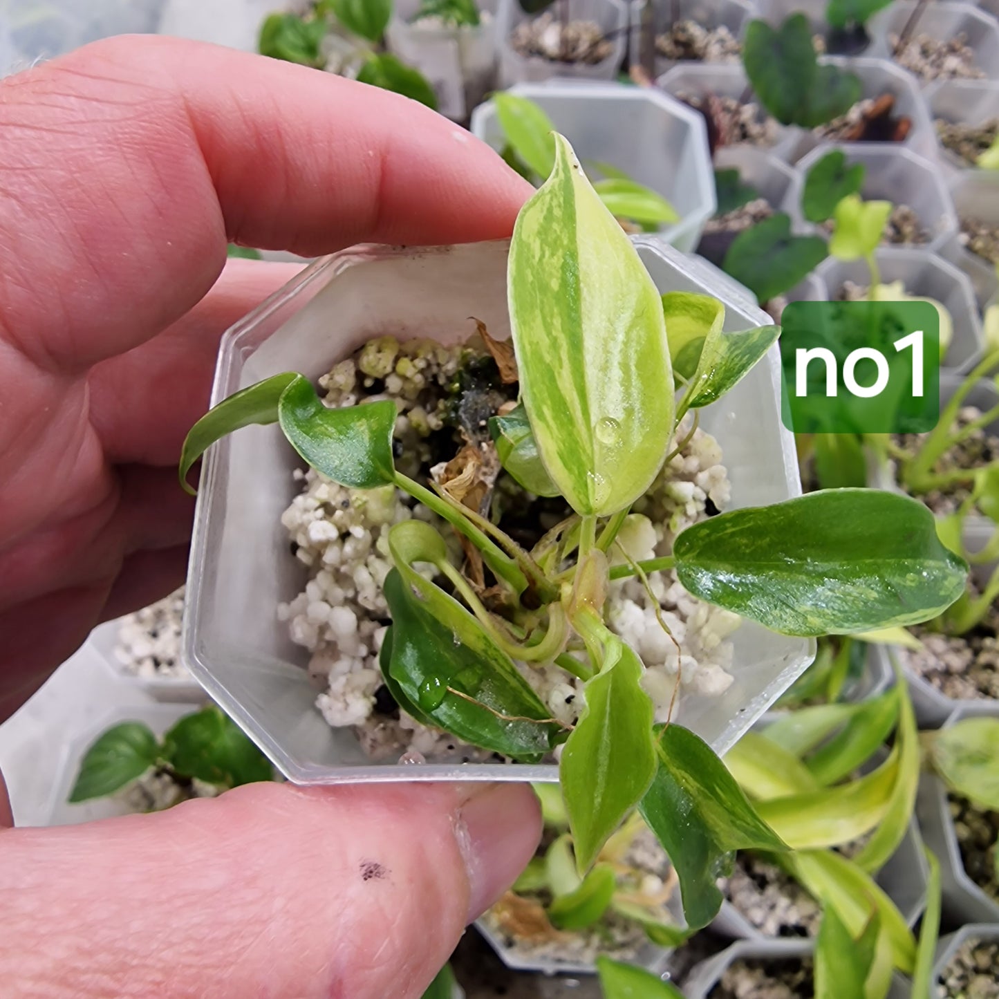 Philodendron Florida Beauty Aurea Variegata - choose your own