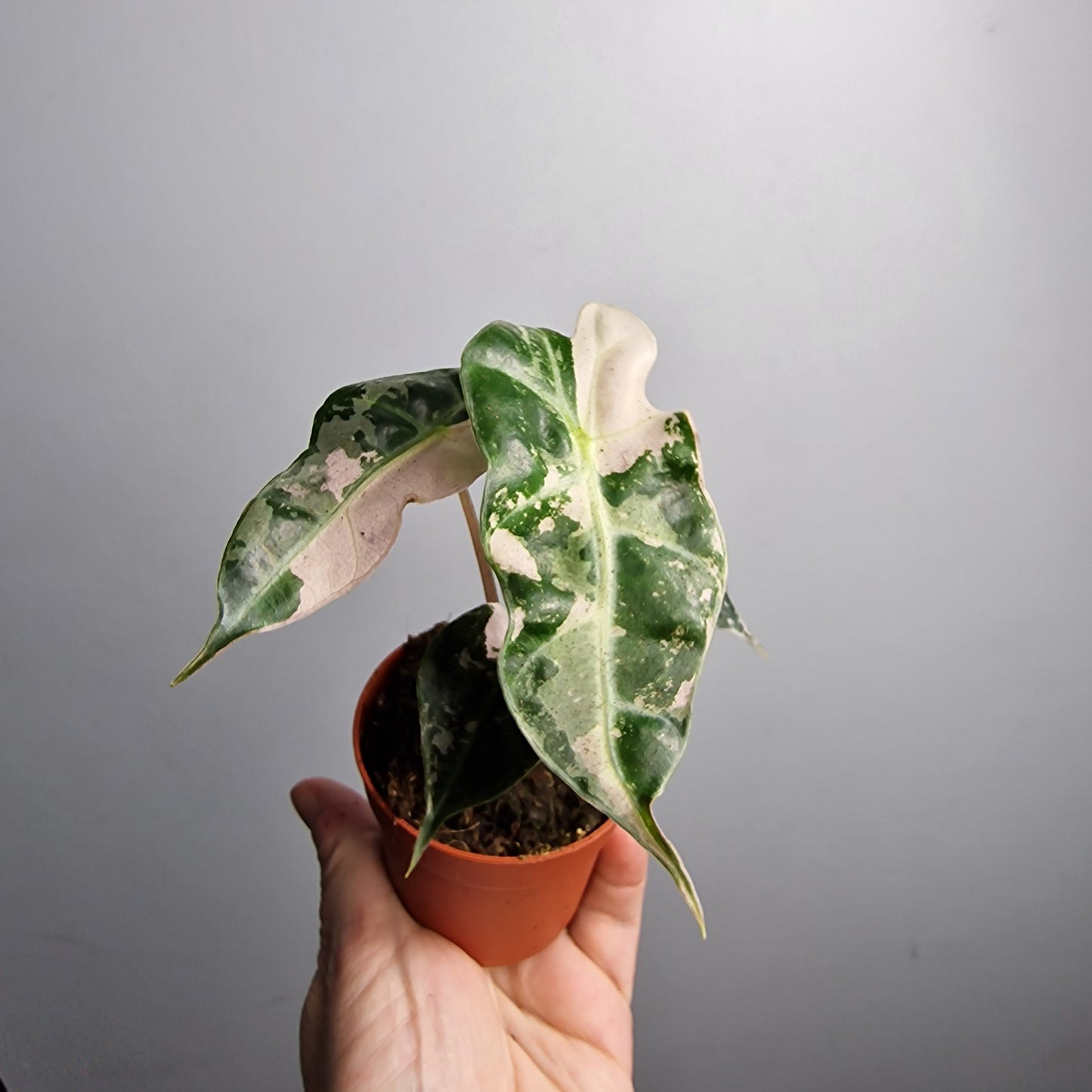 Alocasia Polly Variegata – 7cm Pot - Exact Plant (#2)