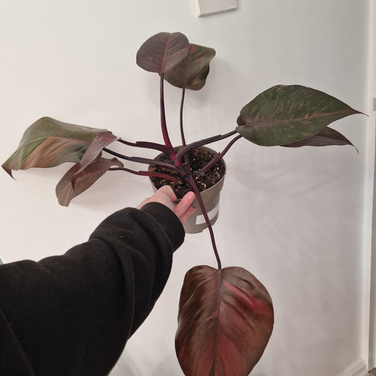 Philodendron Orange Princess – Premium Variegated