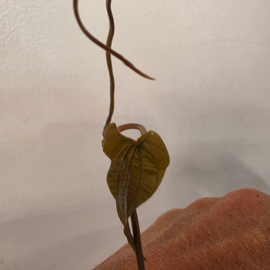 Dioscorea Dioscorea Vining Climbing Plant Exact Plant (2)