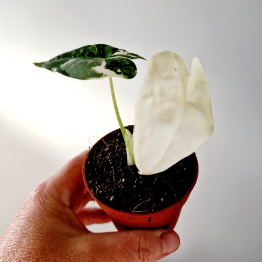 Alocasia Variegated Frydek Houseplant 7cm pot (1)