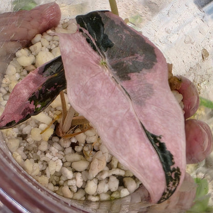 Alocasia Pink Nobillis – Exact Plant (4) - See Description