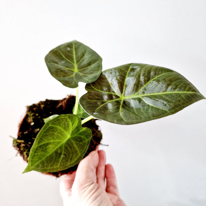 Alocasia Regal Shield Houseplant 10.5cm pot