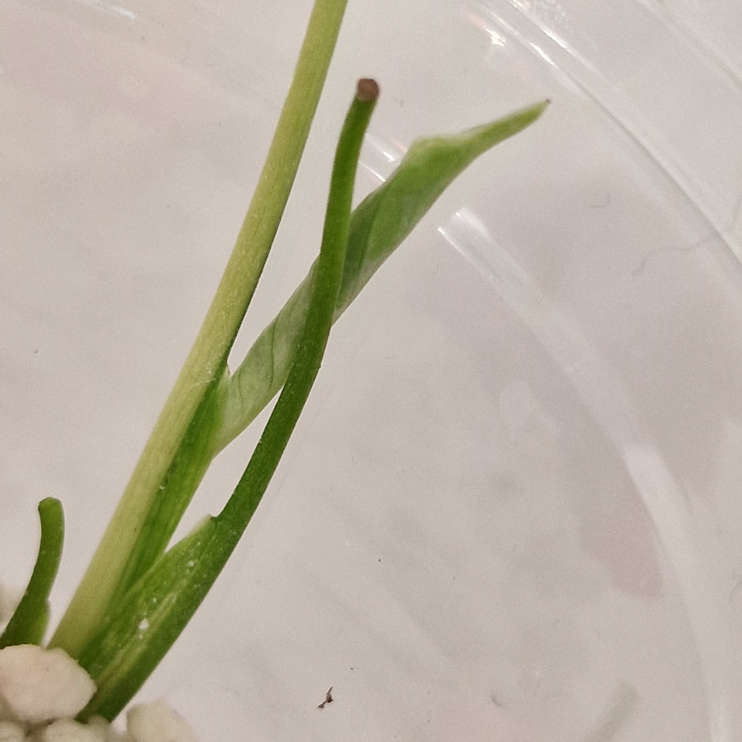 Raffle no 2  - Monstera Bulbasaur – See Description!