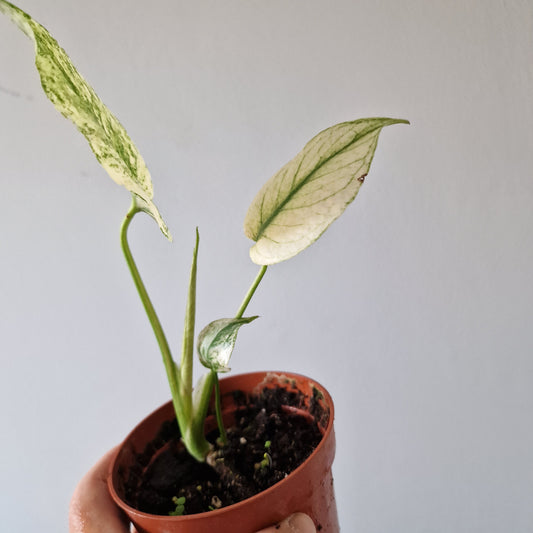 Monstera Deliciosa Mint Variegata Rare Houseplant 10.5cm pot (1)
