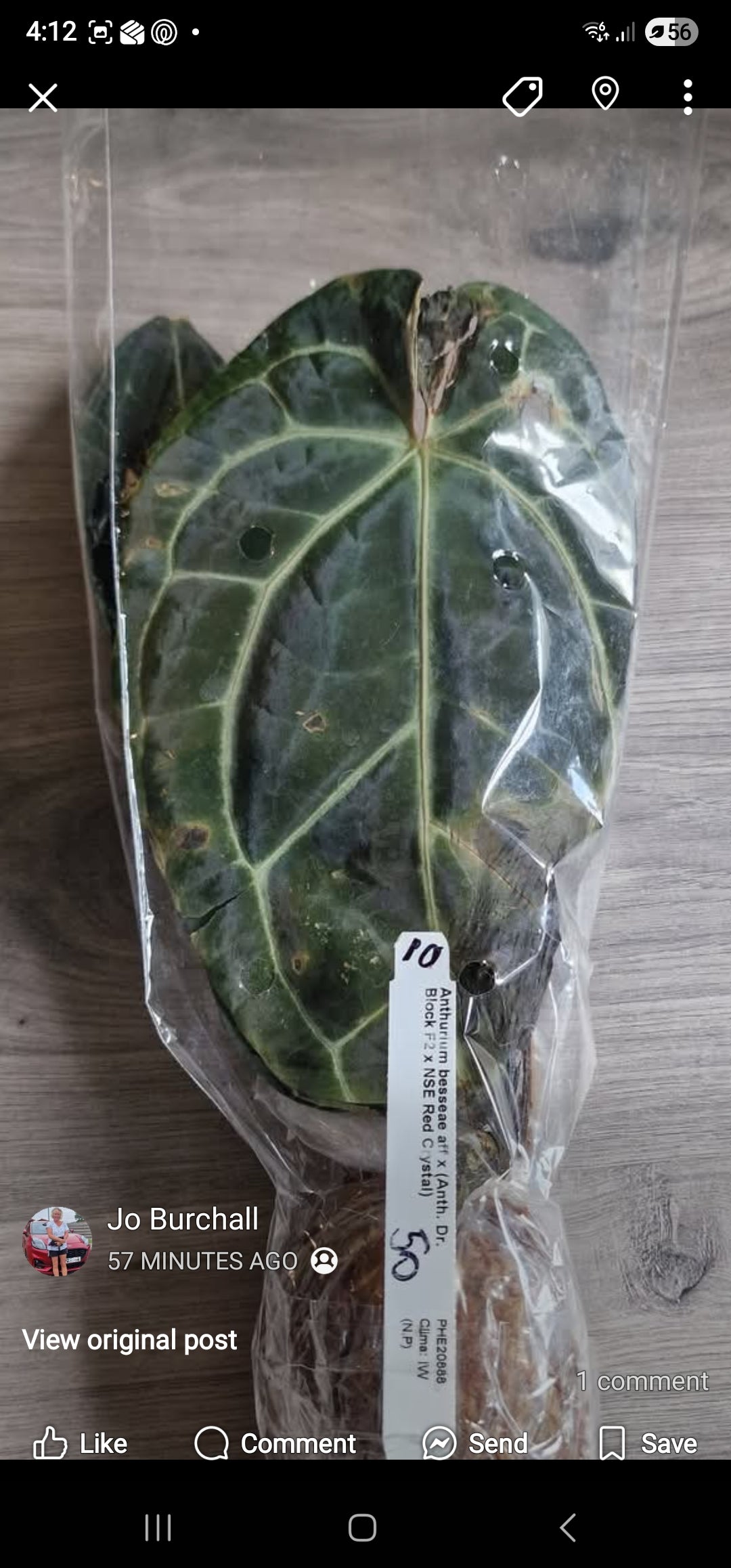 Sunday Sale - Tristan Anthurium