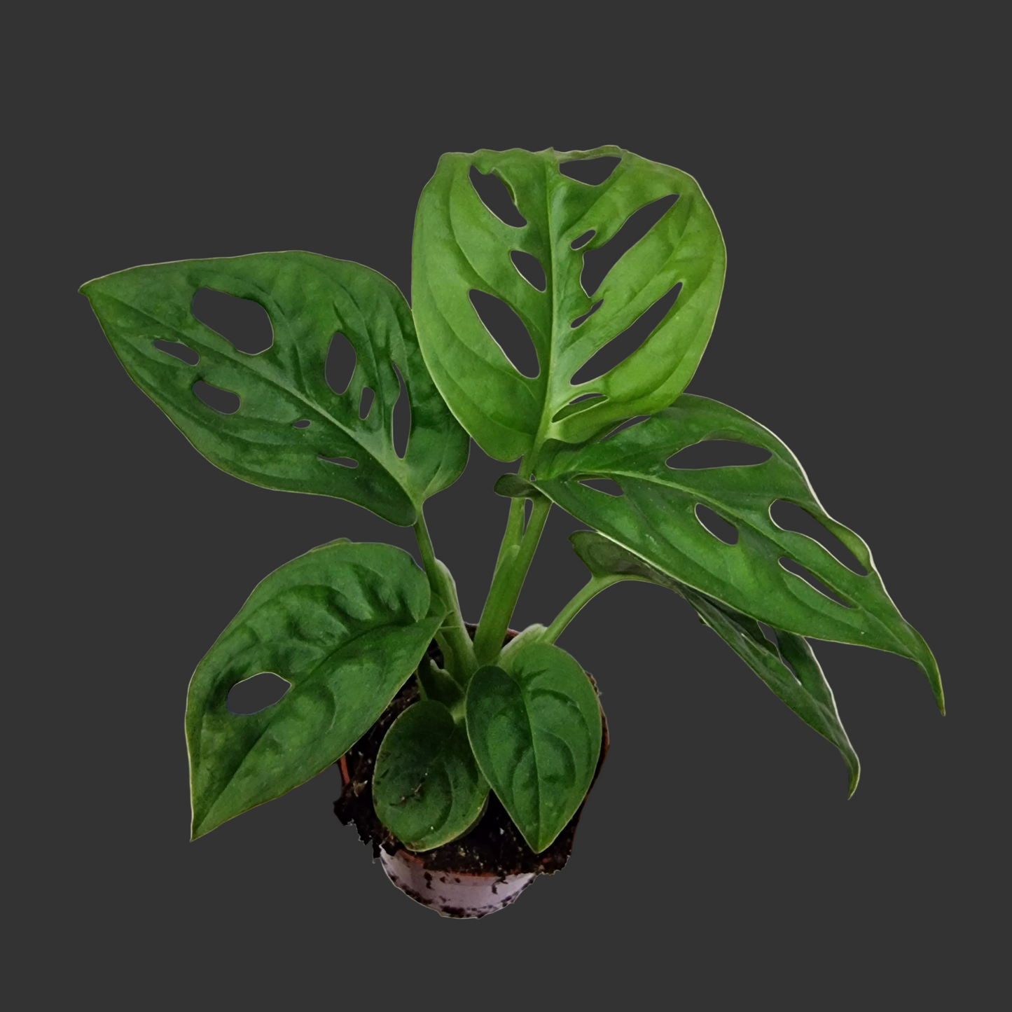 Monstera Adansonii (Monkey Mask) – 6cm Pot