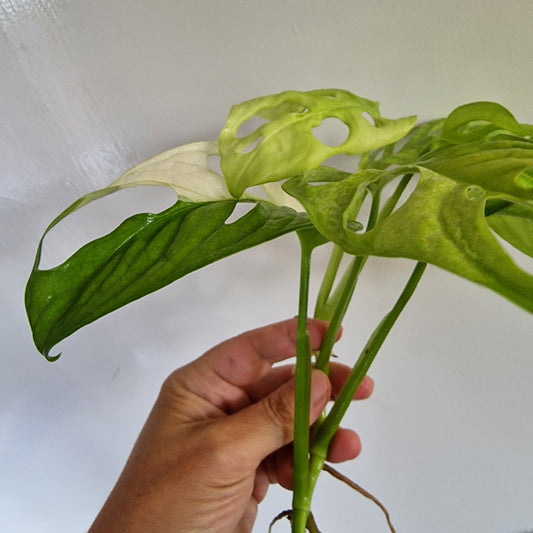 Monstera Adansonii Variegated rooted in Water