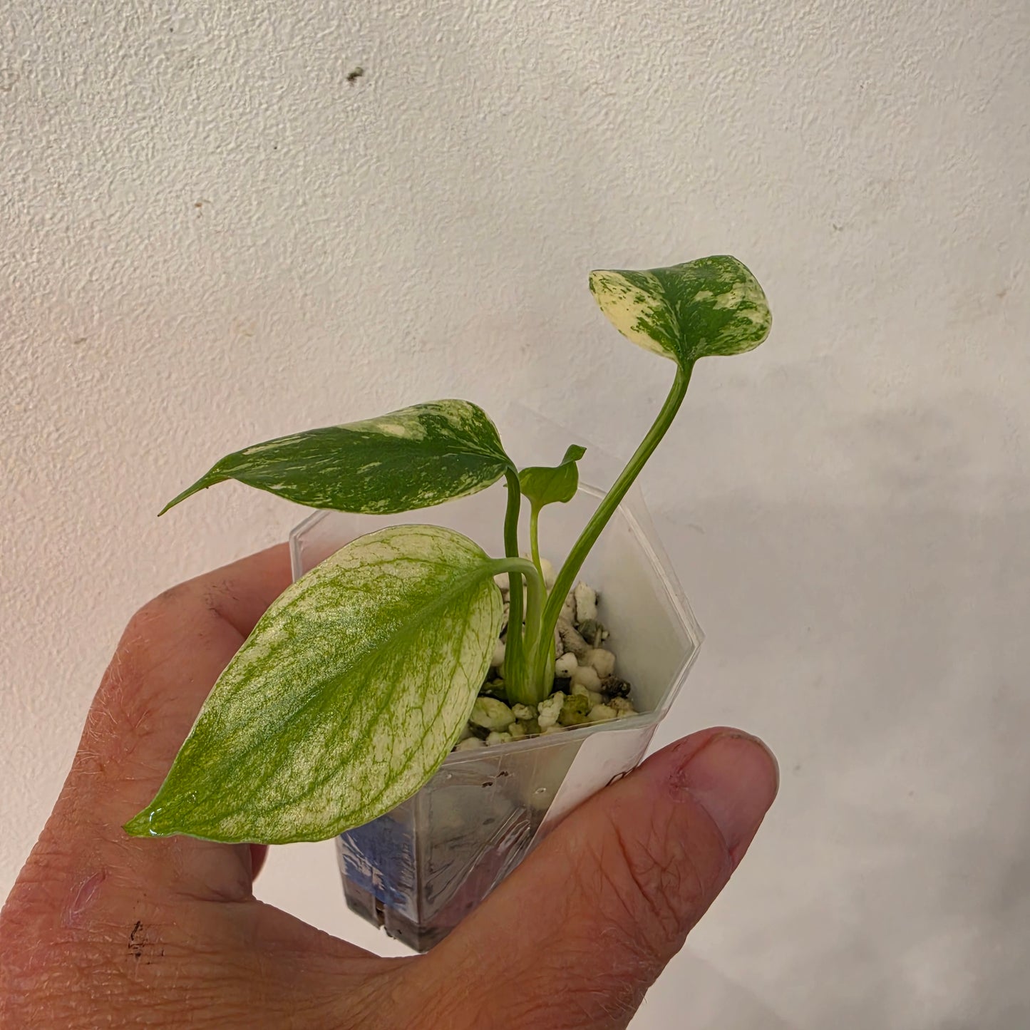 14133 Sam Towsey - Monstera Mint China’s Version – Exact Plant No. 12 - See Description
