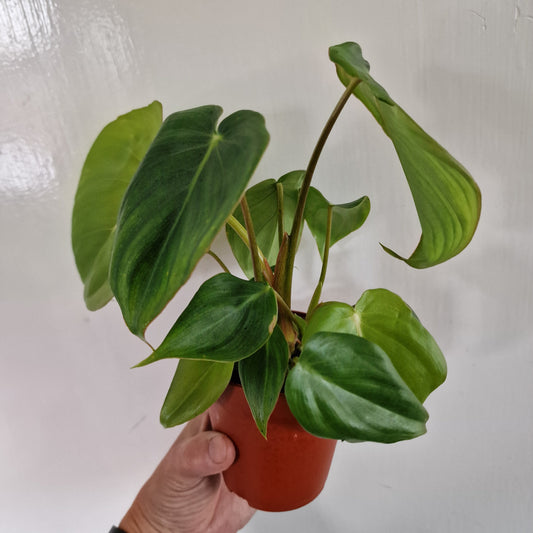 Philodendron McDowell Rare Houseplant 9cm pot