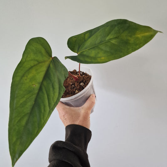 Ecuagenera Rehab Anthurium Espiritu de Montana x Anth Luxury Jungle