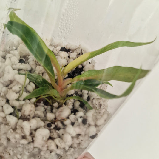 PRE-ORDER – Philodendron Tortum Variegated – Young Exact TC Plant (#4)