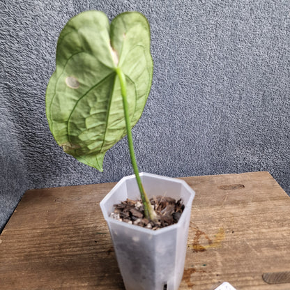 Anthurium Silver Streak  x Anth Ecuagenera Green Soul Ecuagenera Import (f) worth £40 – Rehab Plant