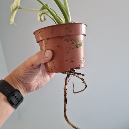 Monstera Mint Rare Houseplant 10.5cm pot (d)