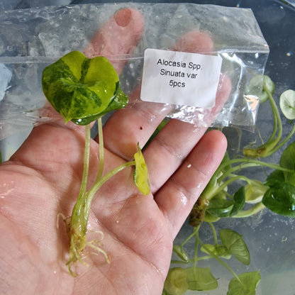 Tissue Culture Plant - Pre-order - please see description