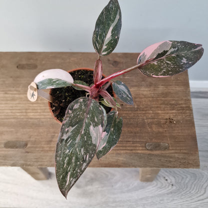 Philodendron Pink Marble – 9cm Pot