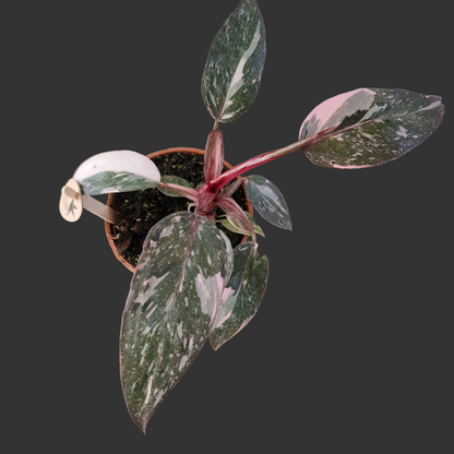 Philodendron Pink Marble – 9cm Pot