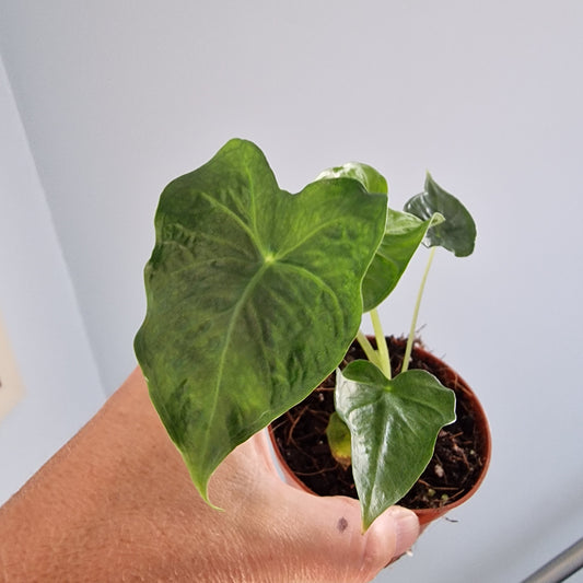 Alocasia Frydek Tattoo Rare Houseplant 8cm pot