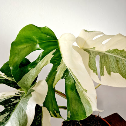 Monstera Albo Super White Houseplant 15cm pot (2)