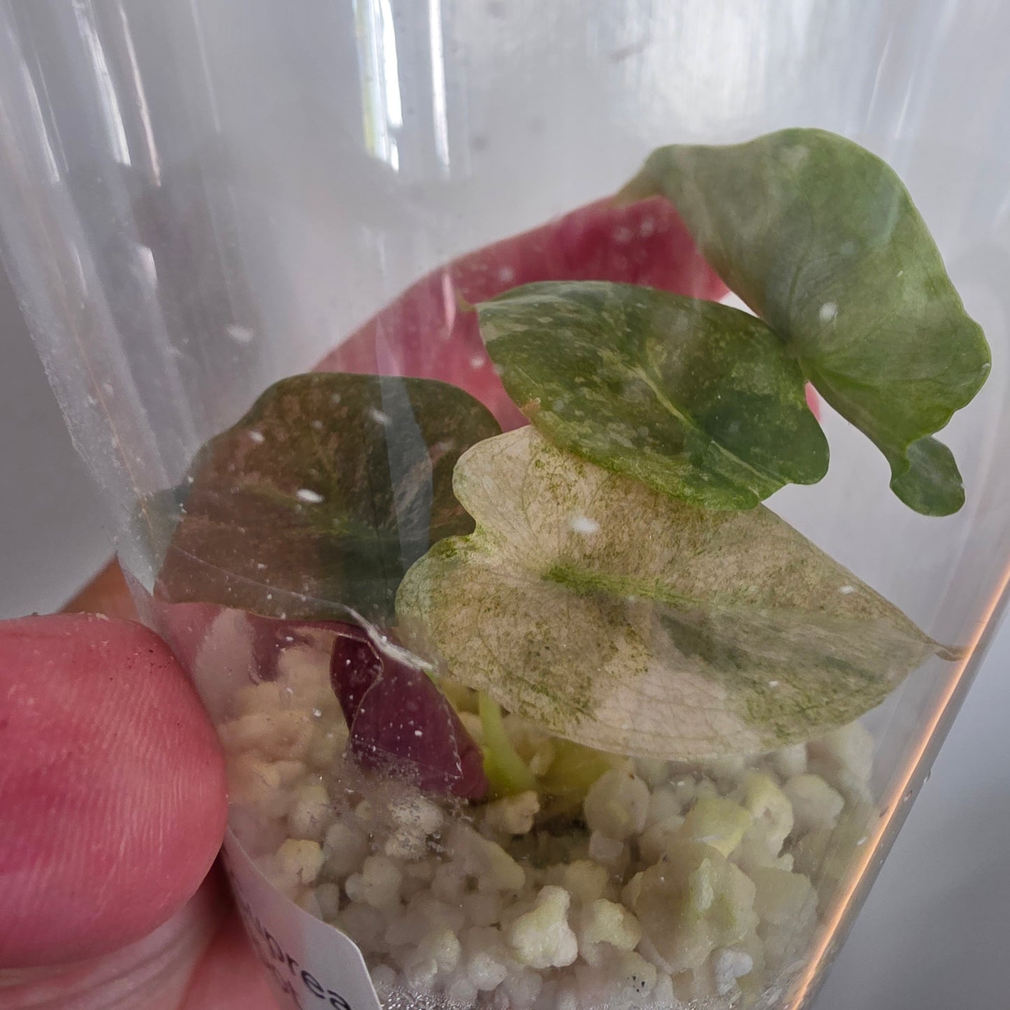 Alocasia Cuprea Pink Spot Tissue Culture 🌸 see description