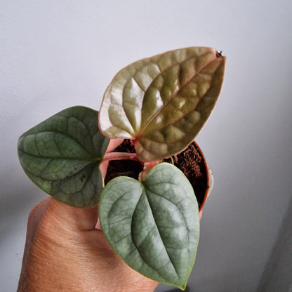 Anthurium Luxurians Houseplant 6cm pot