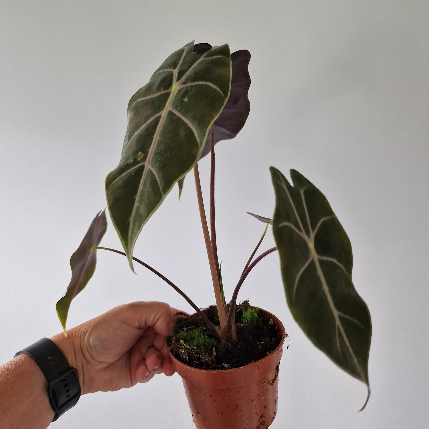 Alocasia Suhirmaniana Rare Houseplant 10.5cm pot