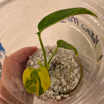 Monstera Yellow Marilyn Variegated – Exact Plant (1) See Description