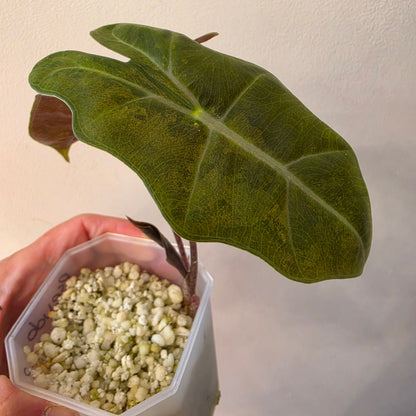Alocasia Pseudo Sanderiana Pink Variegata – Established | Exact Plant #2