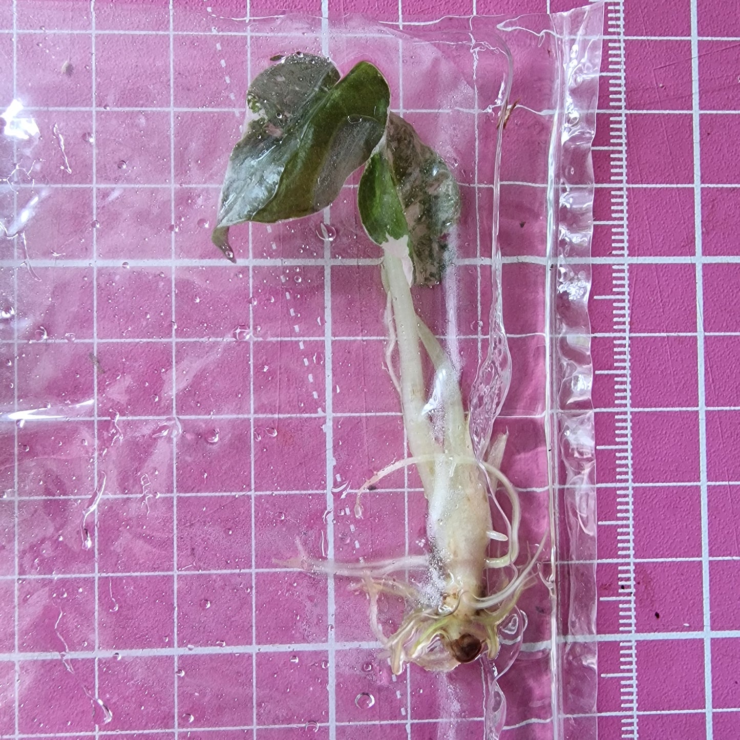 Alocasia Cuprea ‘Nom Yen’ Variegated – Tissue Culture Plant (In Vitro)