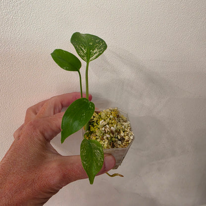 🌿 MONSTERA BUNDLE - SEE DESCRIPTION!