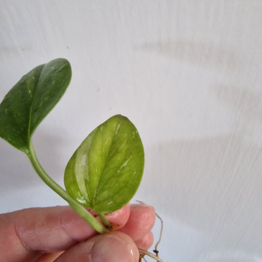 NO ID from Indonisia Variegated Cutting rooting in Water
