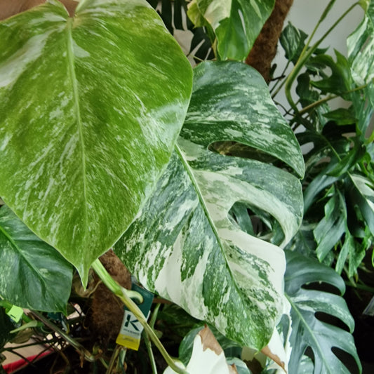 Monstera Albo Top Cutting (2)