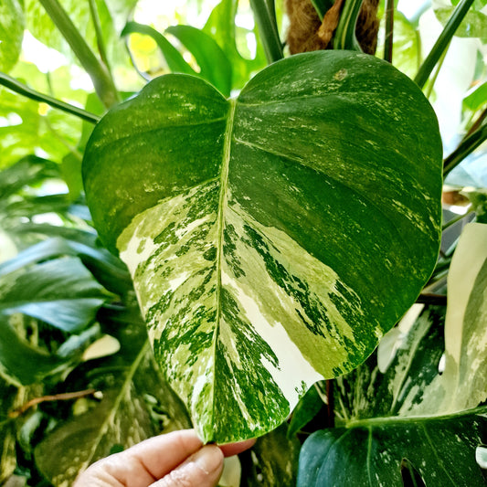 Monstera Albo Middle Leaf Cutting