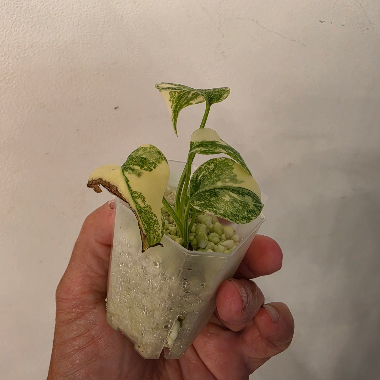 Monstera Crème Brûlée – Exact Plant No. 9 - See Description