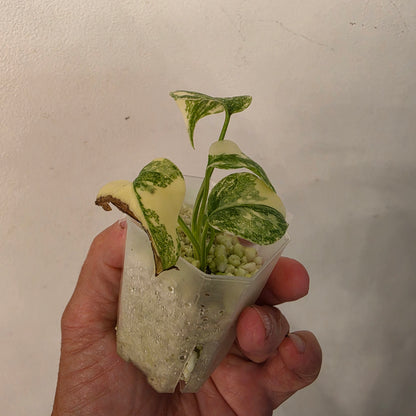 Monstera Crème Brûlée – Exact Plant No. 9 - See Description