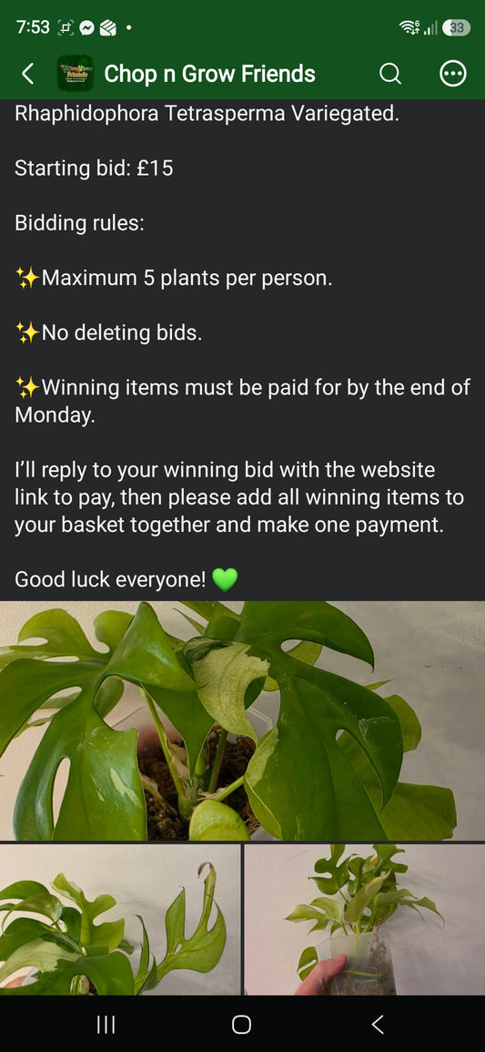Sunday CnG Sale - Karen Rhaphidophora