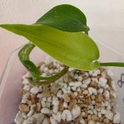 Monstera Devil Monster – Lightly Variegated / Speckled – Exact Plant (L8)